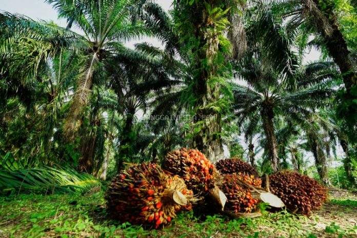  Dinilai Tak Paham Skema, Bendahara SWS Tantang Satgas PKA Turun Lapangan