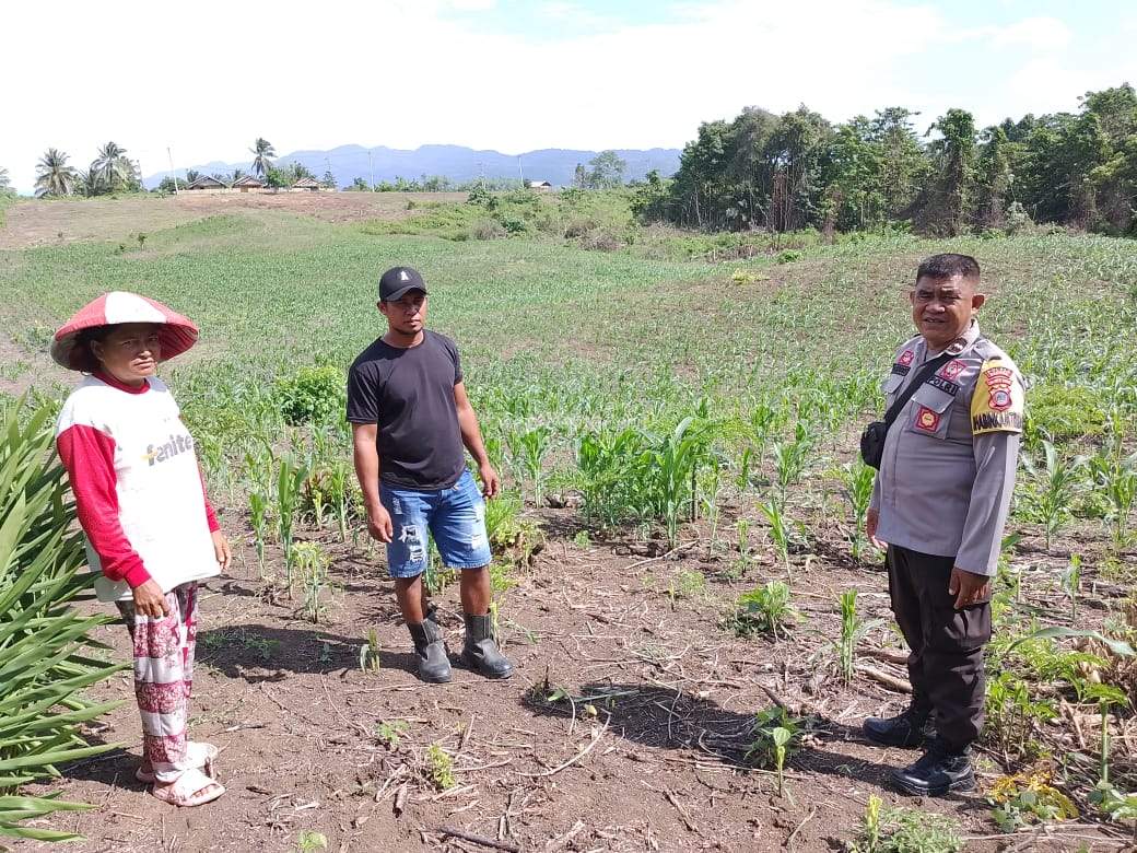  Bhabinkamtibmas Luwuk Timur Dorong Produktivitas Jagung di Desa Uwedikan