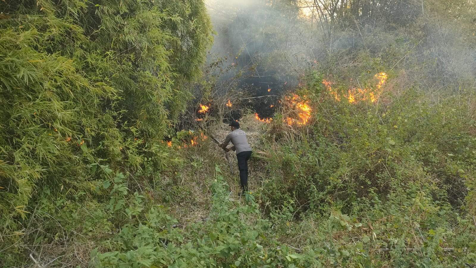 Kembali Kebakaran Hutan Terjadi di Tikupon Banggai 