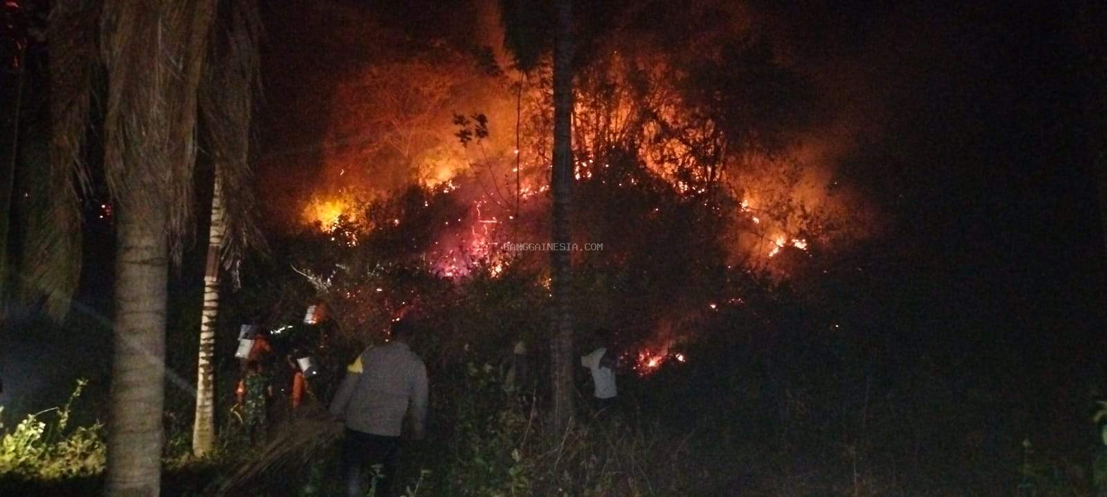  Kebakaran Lahan Hanguskan Perkebunan Kelapa di Pagimana